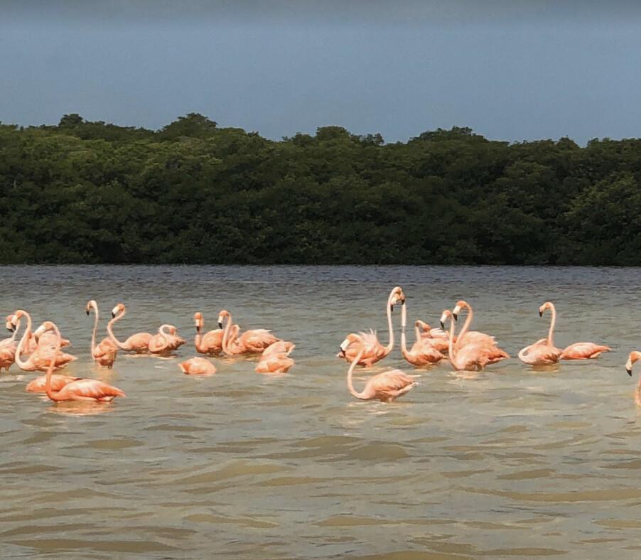 Reserva de la Biosfera Ría Celestún Reserva de la Biosfera Ría Celestún