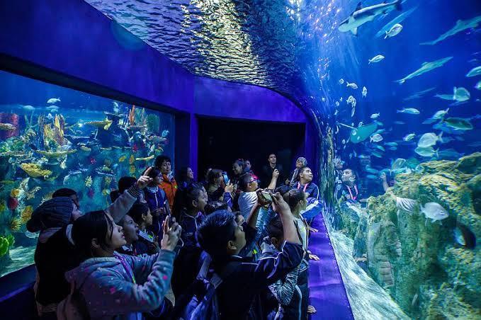 Acuario Michin Guadalajara Acuario Michin Guadalajara