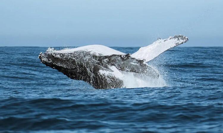 Festival une ciência, tecnologia e meio ambiente no audiovisual Festival une ciência, tecnologia e meio ambiente no audiovisual