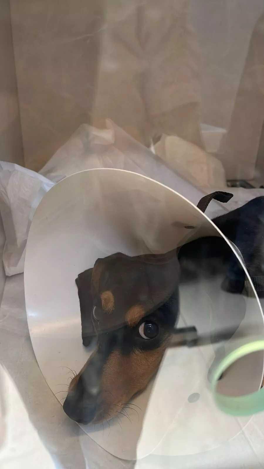 Canil Municipal de Cabo Frio passa a oferecer serviço de ortopedia veterinária