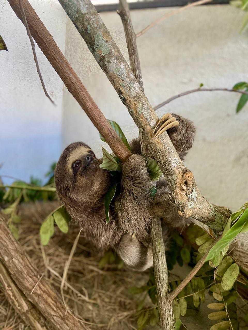 ASAS atinge a marca de 3 mil animais silvestres reabilitados e devolvidos à natureza