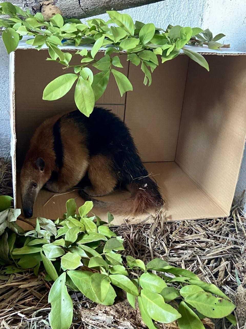 ASAS atinge a marca de 3 mil animais silvestres reabilitados e devolvidos à natureza