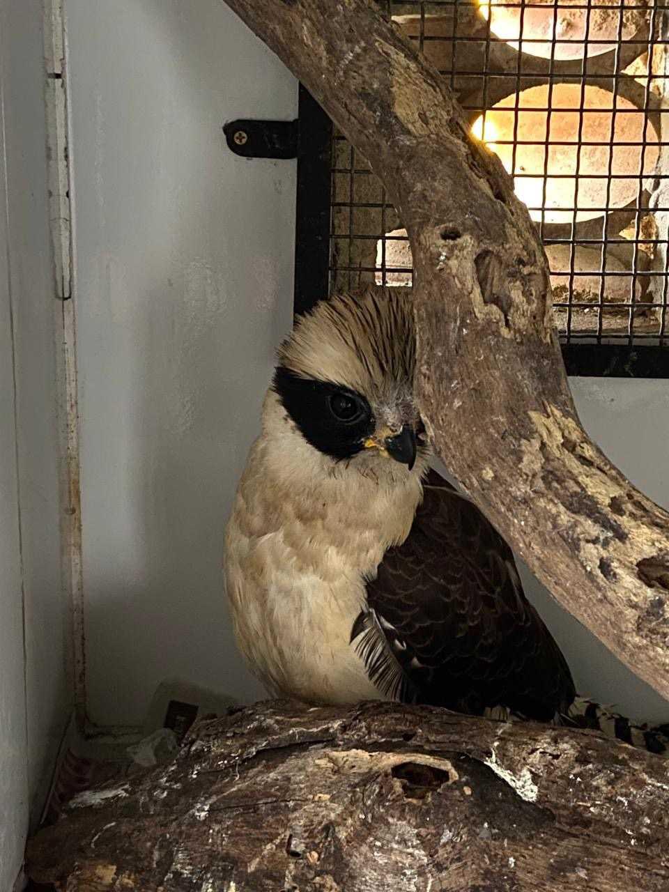 ASAS atinge a marca de 3 mil animais silvestres reabilitados e devolvidos à natureza