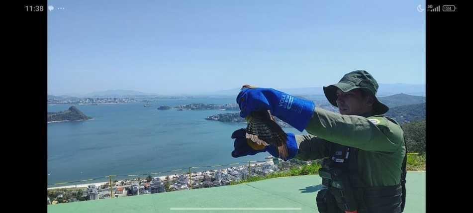 Niterói: Gavião Carcará Branco é resgatado e devolvido à natureza após reabilitação