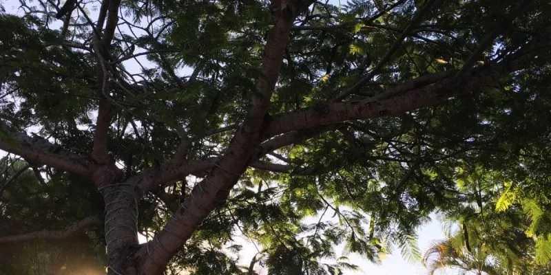 Cabo Frio celebra avanços na arborização urbana e reflorestamento