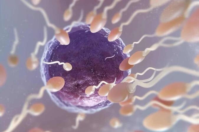 Cientistas descobrem "Interruptor" molecular que turbina espermatozoides