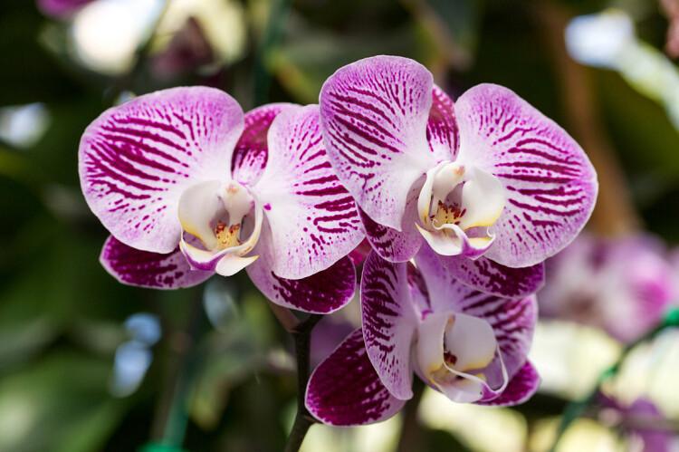 Niterói recebe 39ª Exposição de Orquídeas
