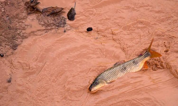 Samarco e Vale são multadas em mais de R$ 1,8 bilhão Samarco e Vale são multadas em mais de R$ 1,8 bilhão