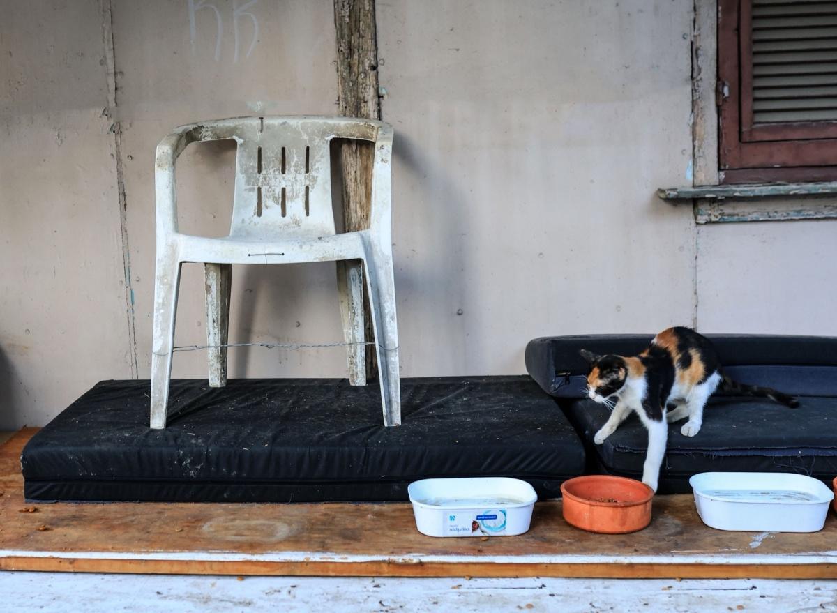 الكرسي البلاستيكي الأبيض: قصة صامتة في قلب المجتمع اليوناني الكرسي البلاستيكي الأبيض: قصة صامتة في قلب المجتمع اليوناني