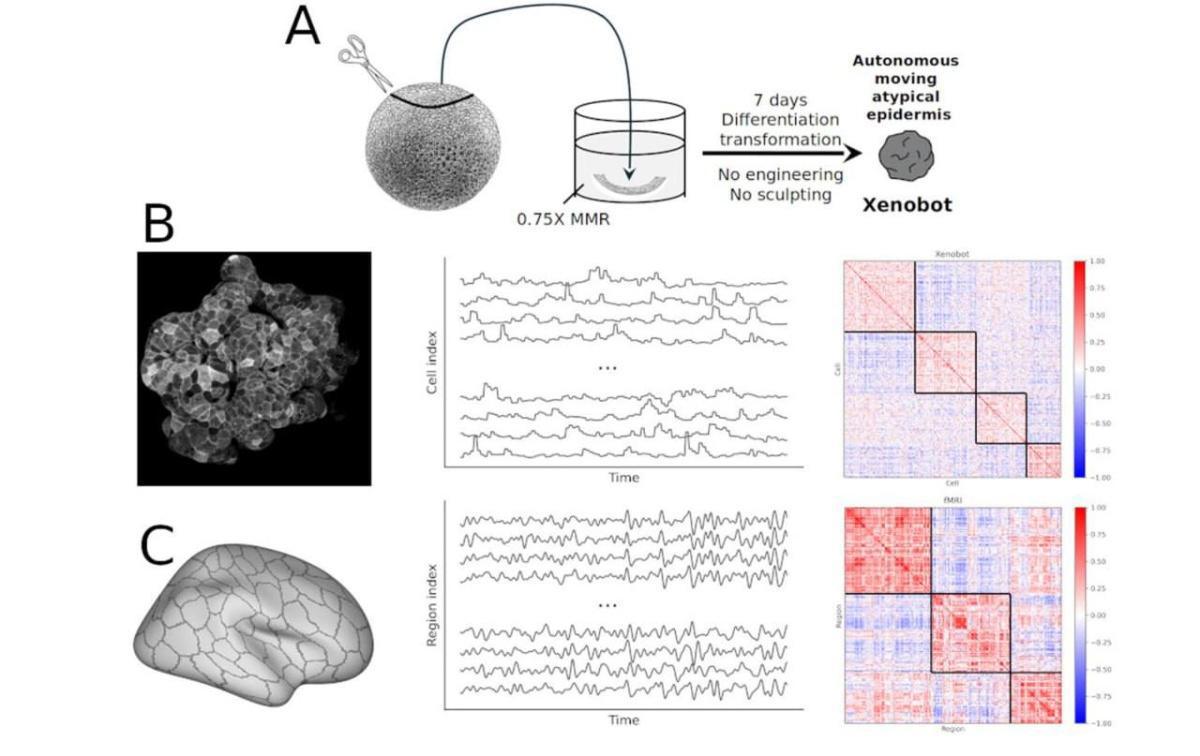 ‎ذكاء بلا دماغ: ثورة الزينوبوتس