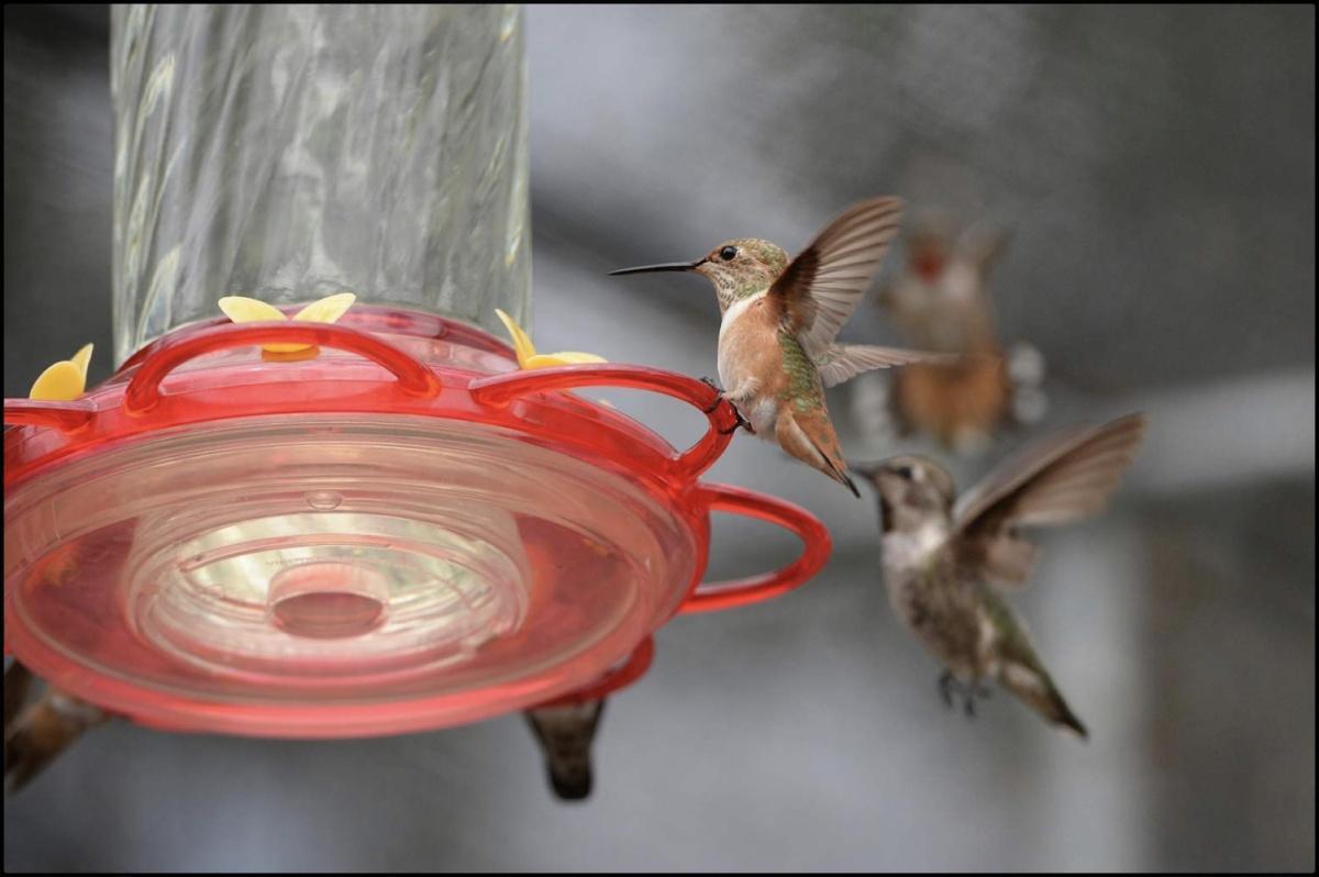 ​كيف غيّرت مغذّيات البشر شكل مناقير طائر الطنان في كاليفورنيا؟