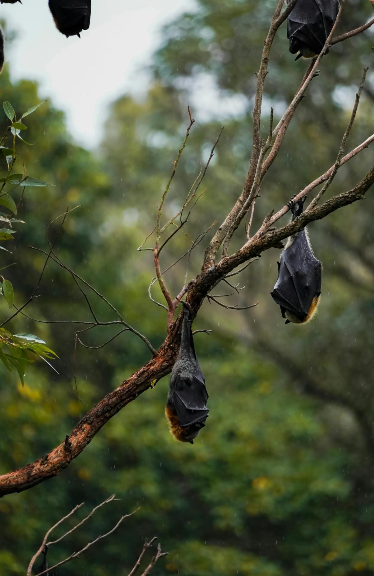 لماذا تنام الخفافيش مقلوبة رأساً على عقب؟