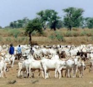 KAOLACK / RETOUR DES PLUIES CONTRE SAISON DANS LE «SALOUM» Plus de 2 millions de têtes menacées de famine