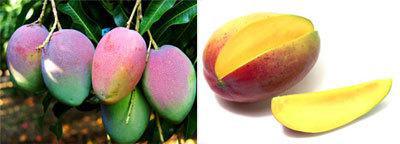 Mangue : la production des variétés kent et keit expérimentée à Matam