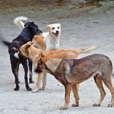 Des chiens sèment la panique à Thiaroye Kao