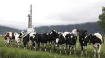 Forcé à épouser la vache avec qui il a eu des rapports sexuels, le jeune indonésien s'évanouit