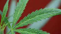 Une forêt de cannabis découverte en France