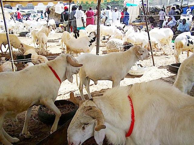 Tabaski 2018 : Risque de hausse des prix du mouton