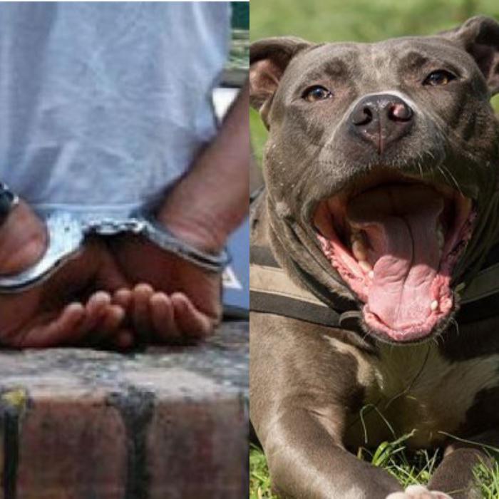 Talibé blessé par un pitbull : Le propriétaire condamné à un mois de prison