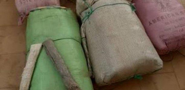 Diourbel: 55 kilos de chanvre indien saisis, trois suspects arrêtés