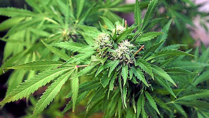Kaolack - Trafic de drogue / Focus sur le réseau de Thioffack : Une quinzaine de revendeurs, plus de 10 épis et une famille entière qui gère le business.