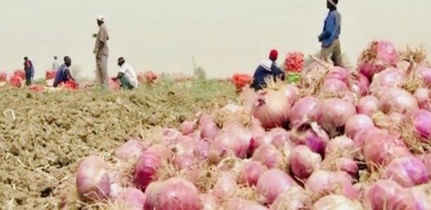Production horticole 2021 : L'oignon dépasse la barre des 400.000 tonnes, la pomme de terre passe de 67 485 à 122 000 tonnes