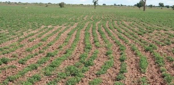 Bradage de milliers d'hectares de terres par des promoteurs : Le ras-le-bol des agriculteurs de Diender