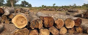 Trafic de bois en Casamance : Deux individus blessés, leur véhicule endommagé