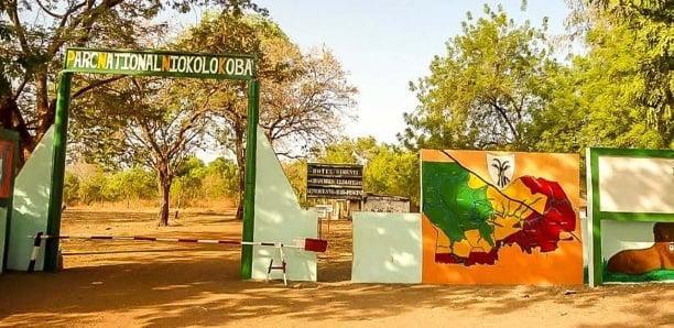 PARC NIOKOLO KOBA : Deux braconniers arrêtés avec des armes à feu, des munitions et des têtes d'animaux