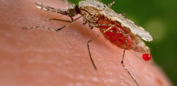 Apparition de la maladie de chikungunya à Kédougou : 44 cas depuis le début du mois d'août