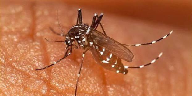 Kédougou : l'Epidémie de chikungunya a franchi la barre des 100 cas