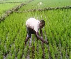 Un financement d’environ 120 milliards 767 millions de francs CFA de la Banque mondiale pour l’agriculture sénégalaise