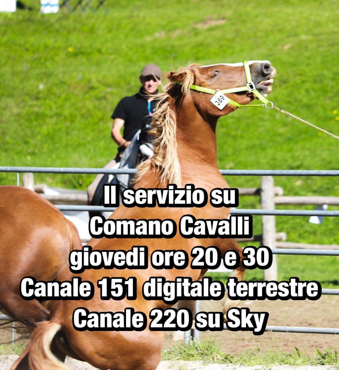 Comano Cavalli - il servizio sul Canale 151 digitale terrestre e Canale 220 di Sky (alle ore 20.30)