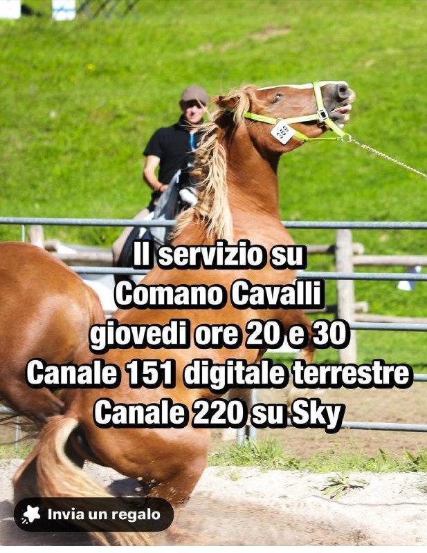 Comano Cavalli - il servizio sul Canale 151 digitale terrestre e Canale 220 di Sky (alle ore 20.30)