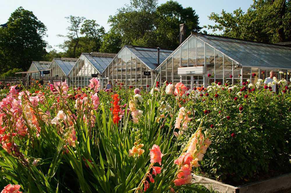 Rosendals Trädgårdscafé Rosendals Trädgårdscafé
