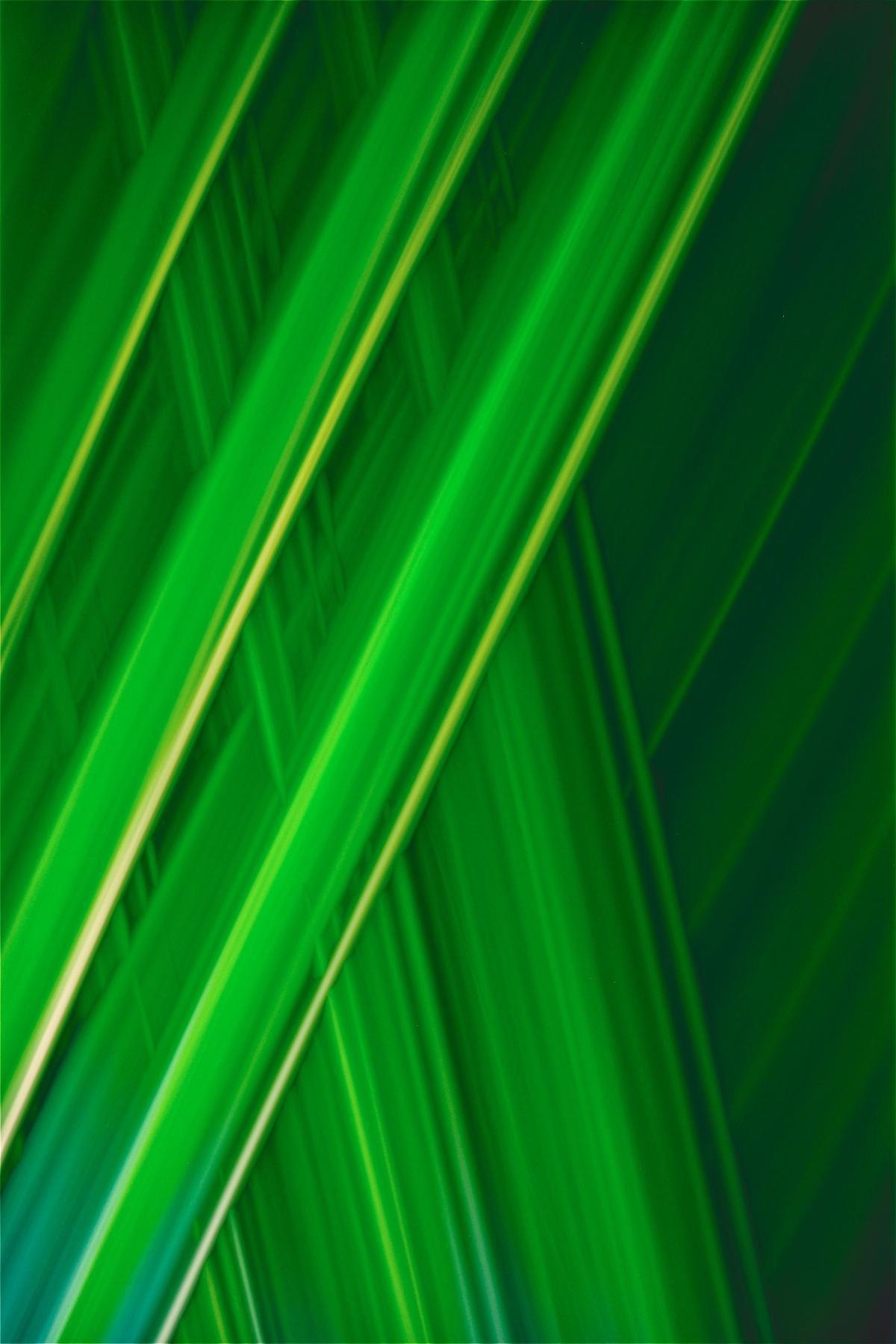 Squadra verde: animatori