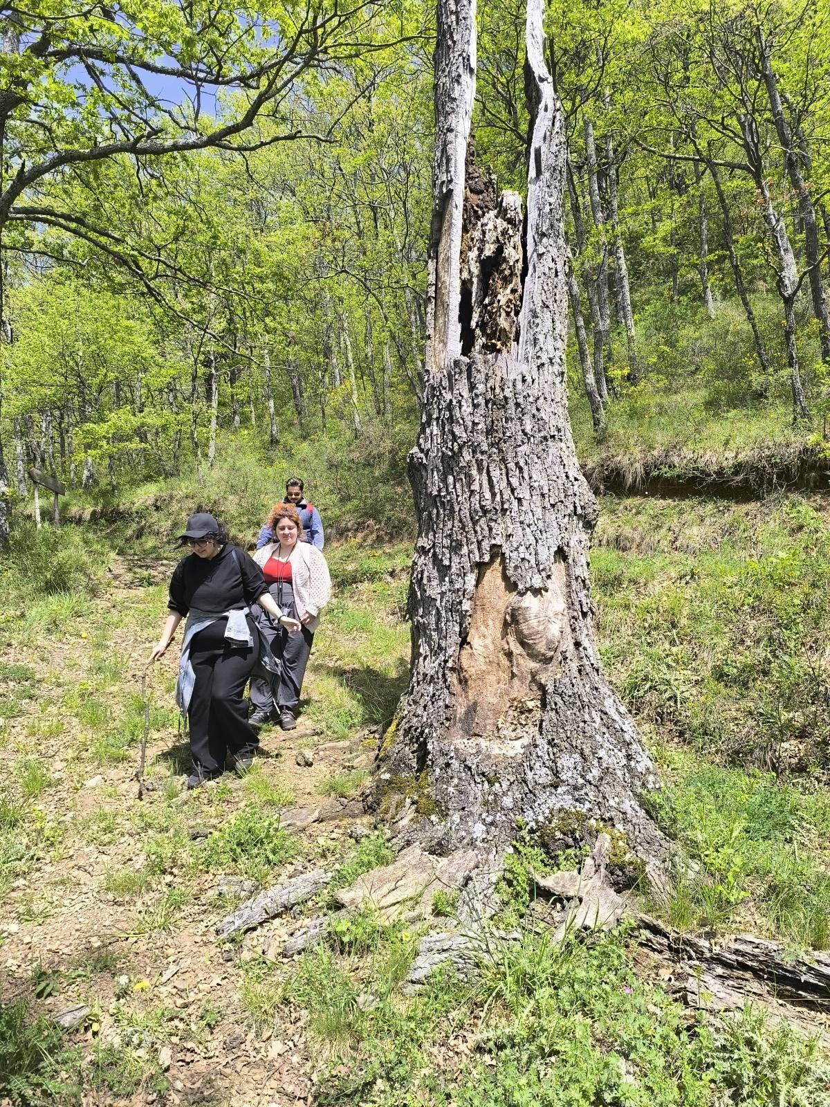 Anello delle radici Anello delle radici