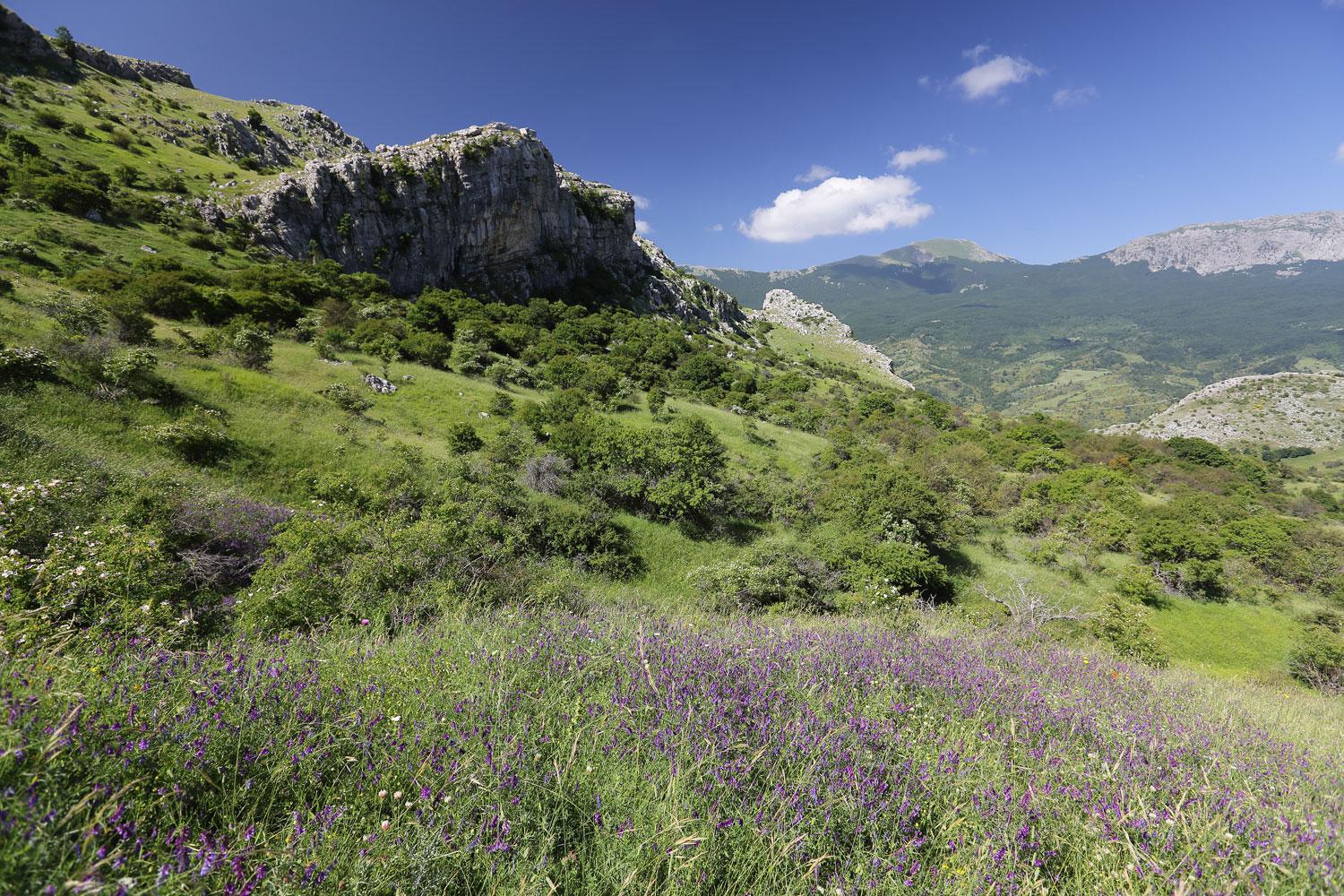 erbe del Pollino