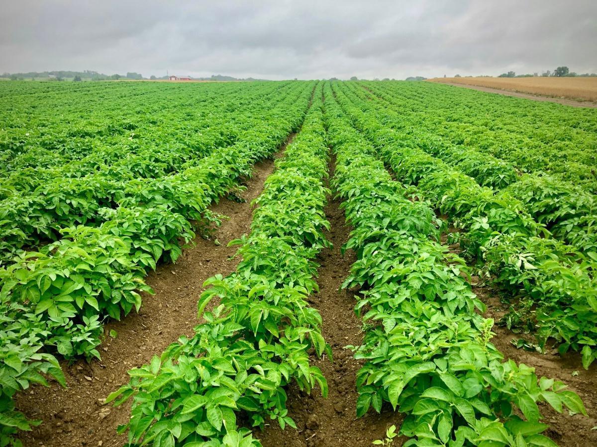 Le Maroc enregistre ses importations de pommes de terre les plus élevées depuis près de deux décennies