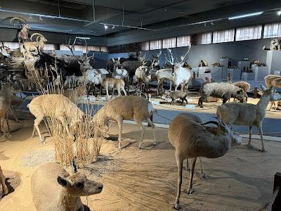 Mongolian Natural History Museum Mongolian Natural History Museum