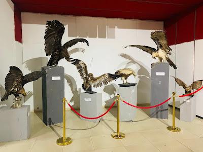 Mongolian Natural History Museum