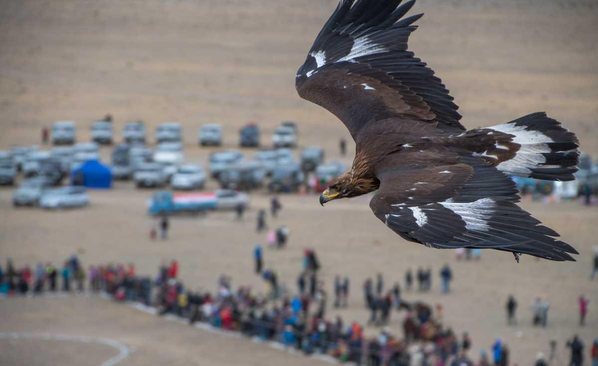 Winter Eagle Festival Mongolia 2026: Ancient Falconry Near Ulaanbaatar