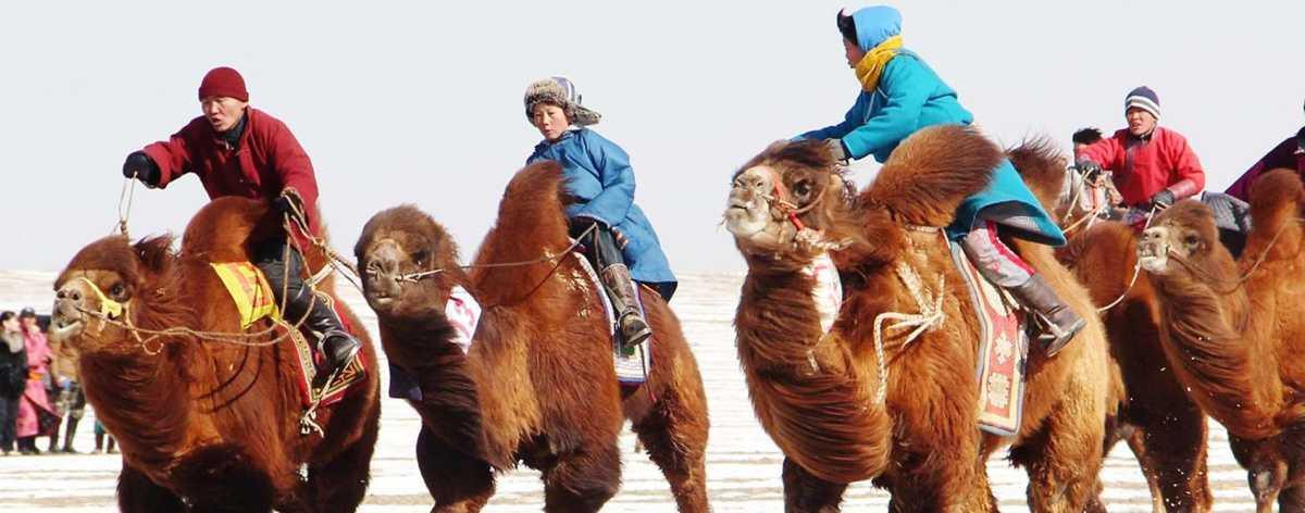 Thousand Camel Festival Mongolia 2026: Snow, Desert, and Camels