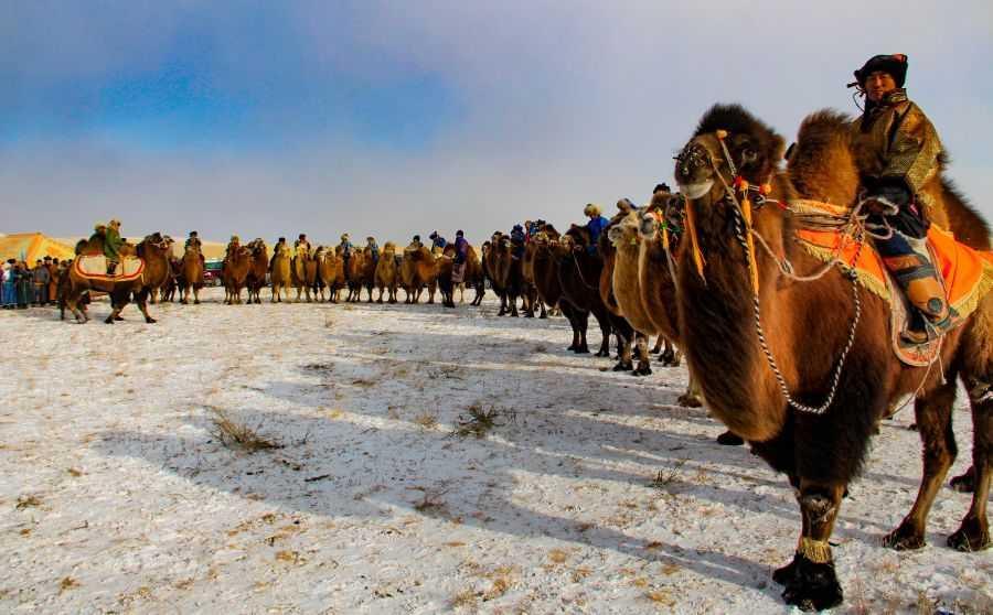 Thousand Camel Festival Mongolia 2026: Snow, Desert, and Camels Thousand Camel Festival Mongolia 2026: Snow, Desert, and Camels
