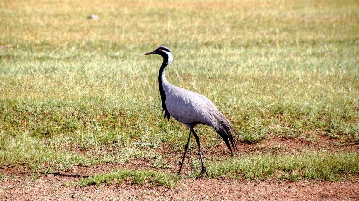 Mongolia Events: Annual Crane Festival 2026