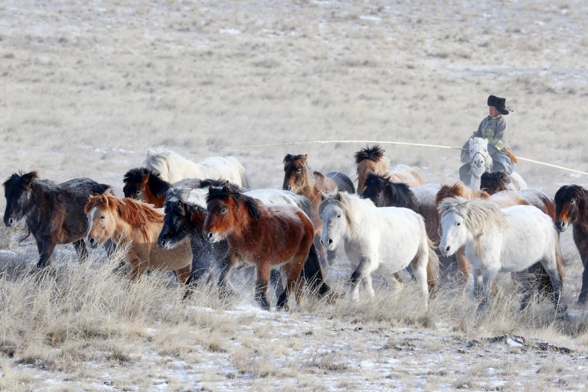 Mongolia Event: Steppe Winter Horse Festival 2026 Mongolia Event: Steppe Winter Horse Festival 2026