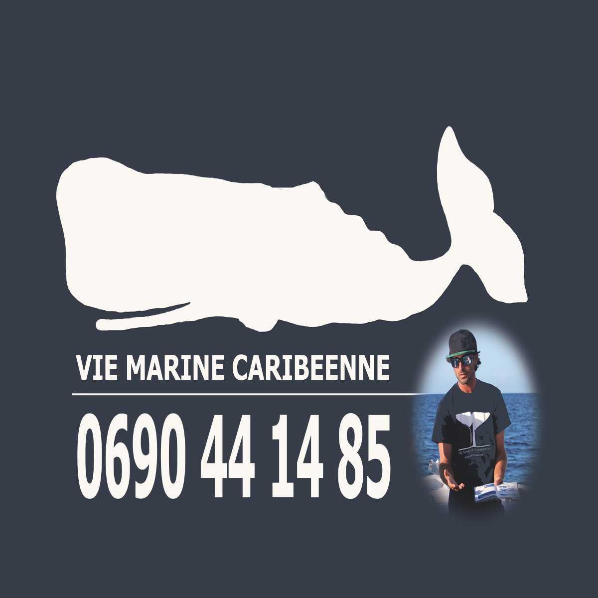 VIE MARINE CARIBÉENNE - excursions à la rencontre des cétacés et de la vie marine caribéenne VIE MARINE CARIBÉENNE - excursions à la rencontre des cétacés et de la vie marine caribéenne