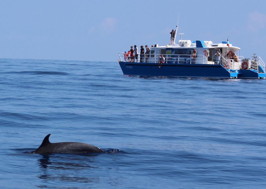 VIE MARINE CARIBÉENNE - excursions à la rencontre des cétacés et de la vie marine caribéenne VIE MARINE CARIBÉENNE - excursions à la rencontre des cétacés et de la vie marine caribéenne