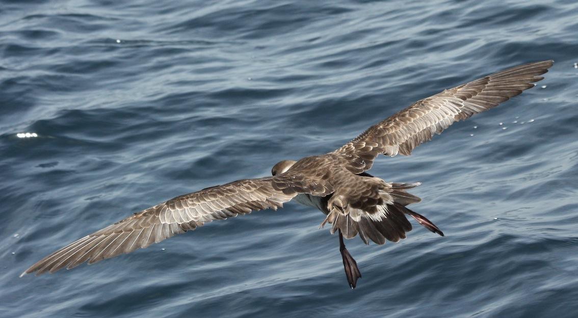 VIE MARINE CARIBÉENNE - excursions à la rencontre des cétacés et de la vie marine caribéenne VIE MARINE CARIBÉENNE - excursions à la rencontre des cétacés et de la vie marine caribéenne