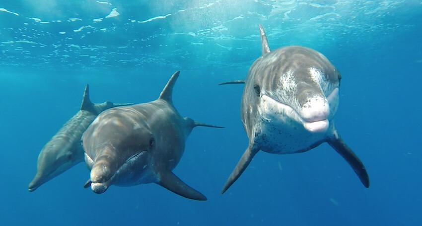 VIE MARINE CARIBÉENNE - excursions à la rencontre des cétacés et de la vie marine caribéenne VIE MARINE CARIBÉENNE - excursions à la rencontre des cétacés et de la vie marine caribéenne